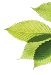 efficient replacement windows are available now